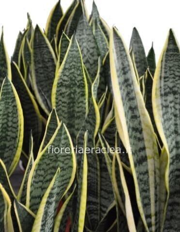 Pianta di sansevieria h. 60