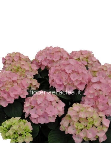 Pianta di azalea