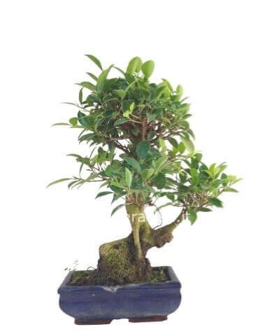 Pianta di bonsai con vaso piccolo